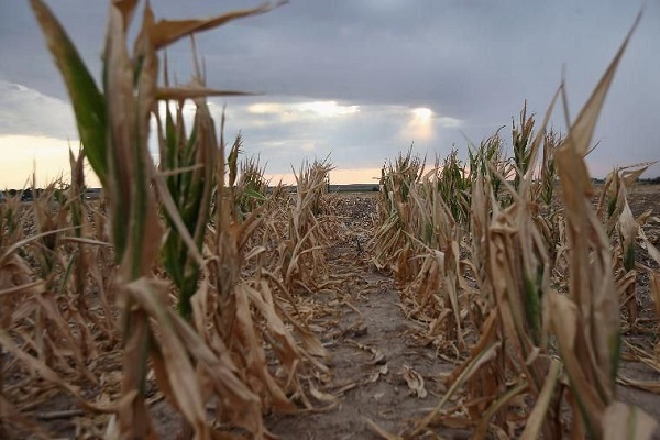 Quali sono gli effetti del riscaldamento globale?