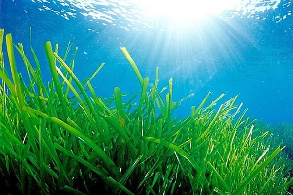 Innovazioni green per l’edilizia: materiali isolanti con alghe marine