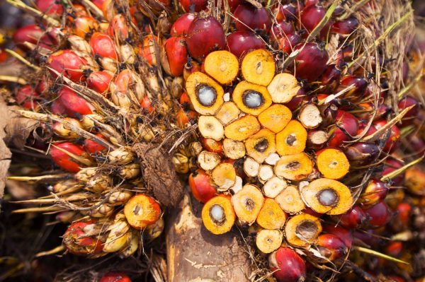 Olio di palma tra rischio deforestazione ed esigenze dell'industria alimentare