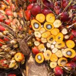 Olio di palma tra rischio deforestazione ed esigenze dell'industria alimentare
