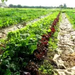 Concimare in modo biologico