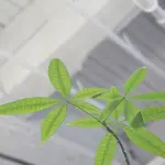 Come rendere la casa ecologica