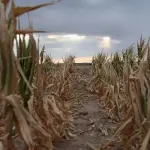 Quali sono gli effetti del riscaldamento globale?