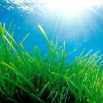 Innovazioni green per l’edilizia: materiali isolanti con alghe marine