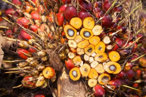 Olio di palma tra rischio deforestazione ed esigenze dell'industria alimentare