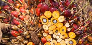 rischi salute e ambiente palma da olio
